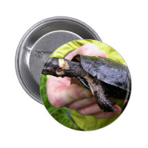 Tortuga del pantano con el radiotransmisor puesto pin