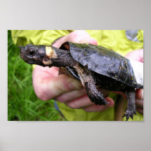 Tortuga del pantano con el radiotransmisor puesto poster