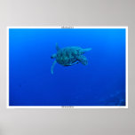 Tortuga en Manado Impresiones
