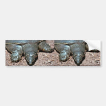 Tortuga espinosa del softshell de Tejas Pegatina De Parachoque