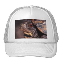 tortuga gorro