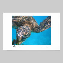 Tortuga hambrienta - foto del ganador de la catego posters