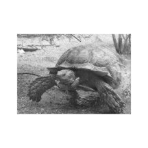Tortuga Lona Estirada Galerias