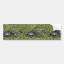 Tortuga pintada etiqueta de parachoque