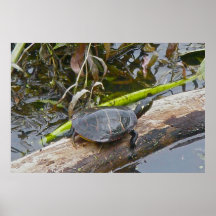 Tortuga pintada que asolea el poster