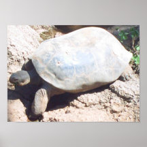 TORTUGA IMPRESIONES