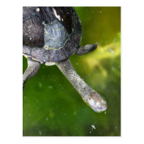 Tortuga Serpiente-Necked del este tarjetas postales