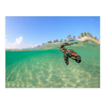 Tortuga Tarjetas Postales