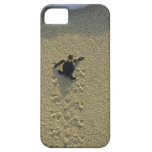 Tortuga verde, (mydas del Chelonia), hatchling iPhone 5 Coberturas