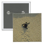Tortuga verde, (mydas del Chelonia), hatchling Pins