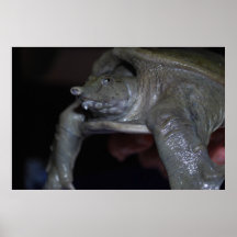 tortugas acuáticas de Suave-SHELL Posters