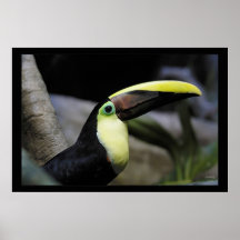 Toucan Impresiones