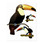 Toucan Postal