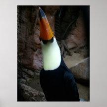 Toucan Impresiones