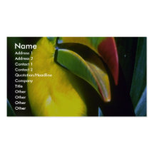 toucan Quilla-cargada en cuenta Plantilla De Tarjeta De Visita