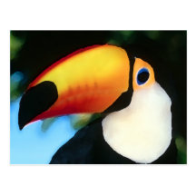 Toucan Waterpainting Tarjeta Postal
