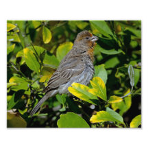 Towhee de California Fotografias