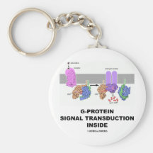 Transducción de la señal de la G-Proteína dentro Llavero Personalizado