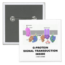 Transducción de la señal de la G-Proteína dentro Pin