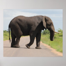 Travesía del elefante poster