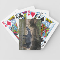 Travesía del río Salt:: Caballos salvajes de Arizo cartas de juego