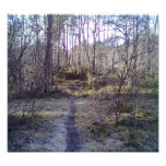Trayectoria de bosque en el bosque impresión fotográfica