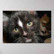 Trazar el poster lindo del gatito