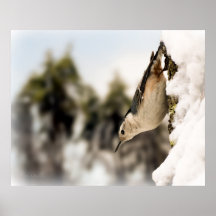 Trepatroncos blanco de Breasted en la nieve Poster