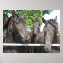 Tres caballos en la cerca impresiones