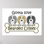 Tres collies barbudos impresiones