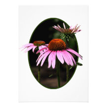 Tres Coneflowers Comunicado Personalizado
