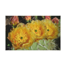 Tres flores amarillas del cactus impresión en lona