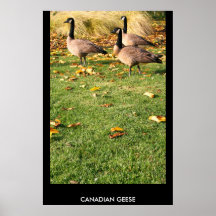 Tres gansos canadienses poster, impresión