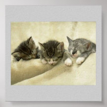 Tres gatitos soñolientos poster