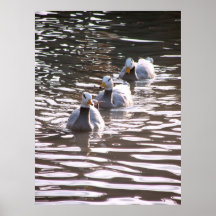 Tres patos posters