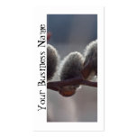 Tres pequeños Catkins; Promocional Tarjetas De Visita