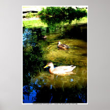 Tres pequeños patos poster