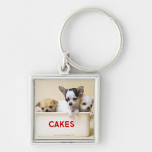 Tres perritos de la chihuahua en lata de la torta llaveros personalizados
