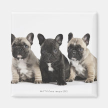 Tres perritos pedigríes iman para frigorífico