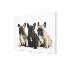 Tres perritos pedigríes impresión de lienzo