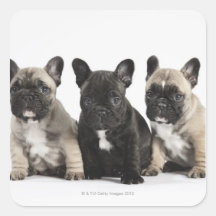 Tres perritos pedigríes pegatina