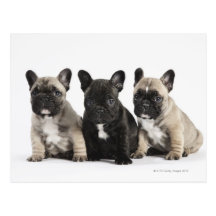 Tres perritos pedigríes tarjeta postal