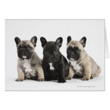 Tres perritos pedigríes tarjeton