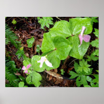 tres trilliums en la lluvia poster
