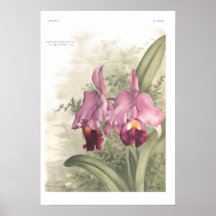 Trianae de Cattleta Impresiones