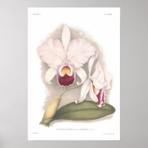 Trianae de Cattleya Poster