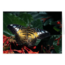 Triángulo azul y amarillo, SP de Graphium., surori Tarjeta