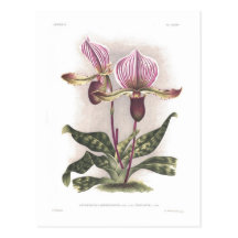 Trieuanum del var del lawrenceanum del Cypripedium Postal