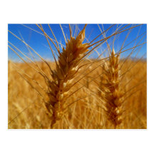 Trigo Tarjeta Postal