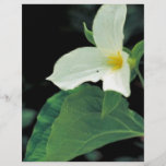 Trillium blanco tarjetas informativas